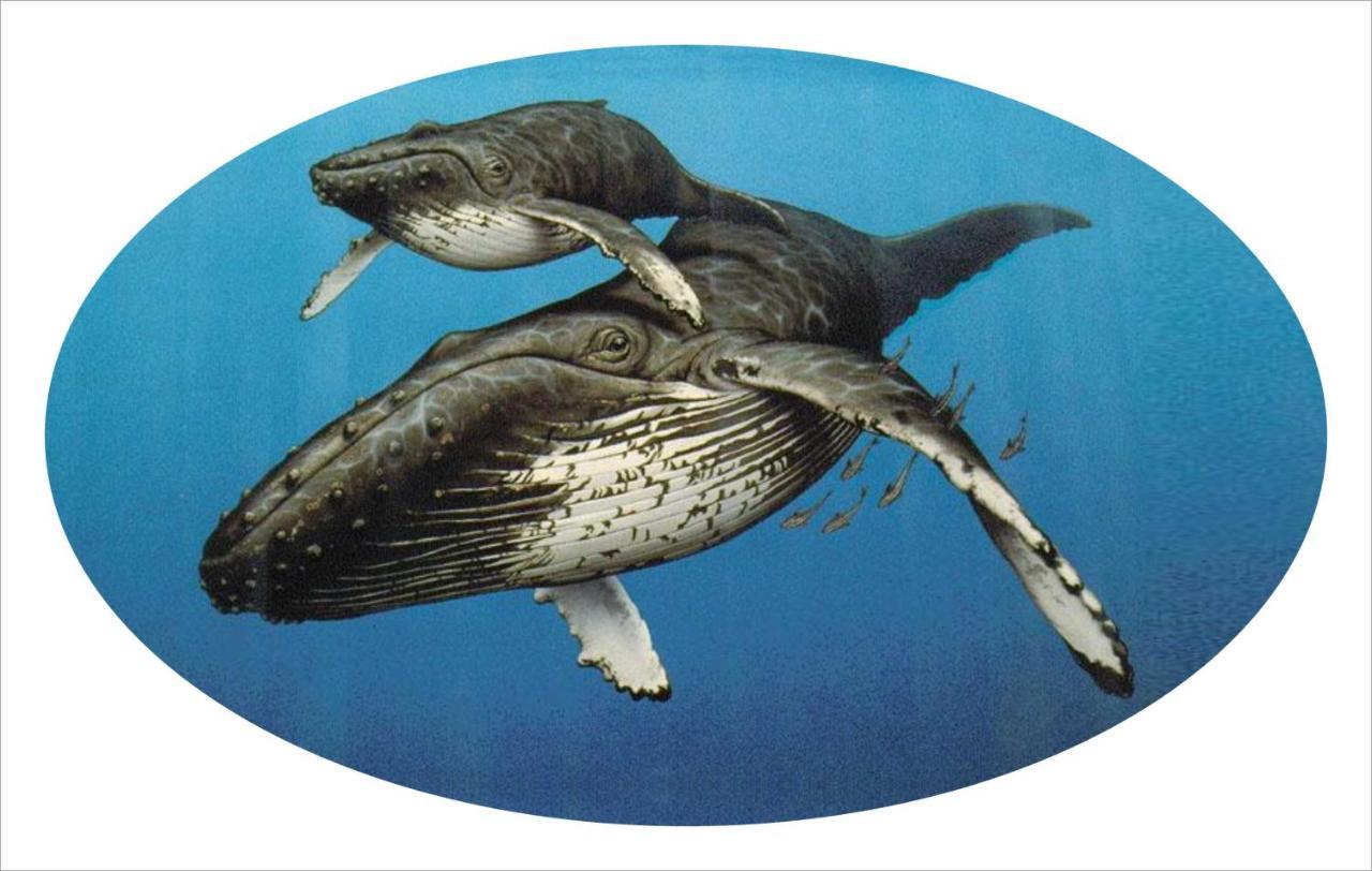 فندق Whispering Whale خليج جاكوبس المظهر الخارجي الصورة